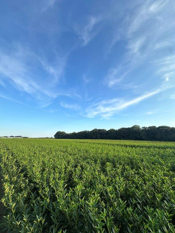 Maatschap Opbroek Lottum
